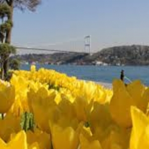 19 NİSAN 2026 LALE FESTİVALİ & EMİRGAN & ORTAKÖY & İSTANBUL BOĞAZ TURU & EMİNÖNÜ TURU