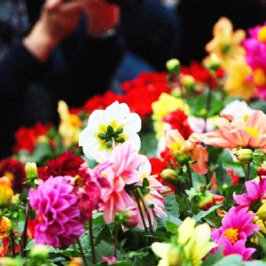 2-3 MAYIS 2026 BAYINDIR ÇİÇEK FESTİVALİ TURU