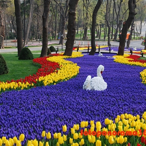 2 MAYIS  2026 LALE FESTİVALİ & EMİRGAN & ORTAKÖY & İSTANBUL BOĞAZ TURU & EMİNÖNÜ TURU