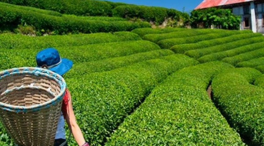 28 EYLÜL  - 4  EKİM 2026 KARADENİZ VE BATUM  TURU  ( BATUM KONAKLAMALI )