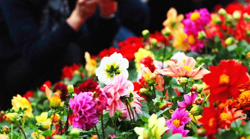 2-3 MAYIS 2026 BAYINDIR ÇİÇEK FESTİVALİ TURU