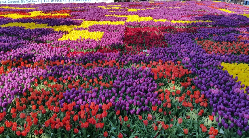 26 NİSAN 2026 LALE FESTİVALİ -  EMİRGAN KORUSU -  ORTAKÖY-  EMİNÖNÜ-  EYÜP SULTAN PİERRE LOTİ TURU