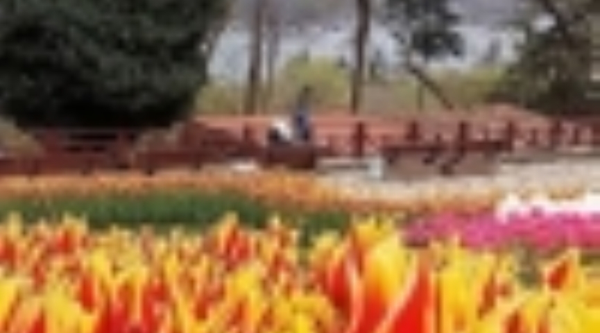 4 NİSAN 2026 LALE FESTİVALİ - EMİRGAN KORUSU -  ORTAKÖY-  EMİNÖNÜ -EYÜP SULTAN PİERRE LOTİ TURU