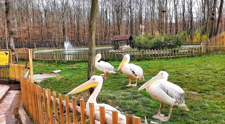 19 MAYIS 2026 DERİNCE HARİKALAR SAHİLİ- ORMANYA TABİAT PARKI -  MAXFUN EĞLENCE MERKEZİ -SAPANCA TURU