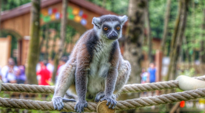 19 MAYIS 2026 DERİNCE HARİKALAR SAHİLİ- ORMANYA TABİAT PARKI -  MAXFUN EĞLENCE MERKEZİ -SAPANCA TURU