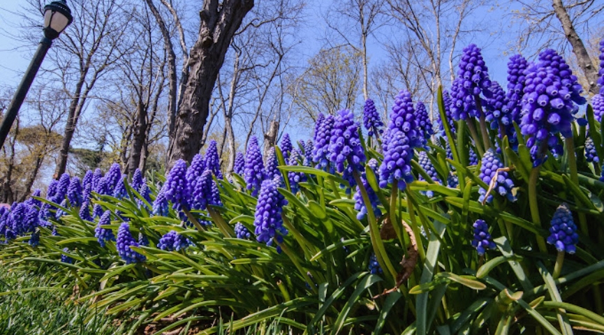 19 NİSAN 2026 LALE FESTİVALİ & EMİRGAN & ORTAKÖY & İSTANBUL BOĞAZ TURU & EMİNÖNÜ TURU