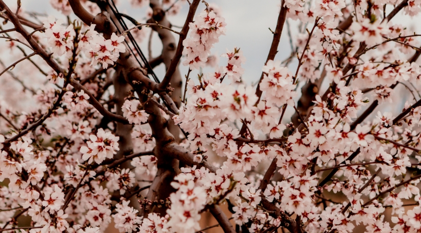 13- 15 ŞUBAT 2026 "SEVGİLİLER GÜNÜNE ÖZEL"  DATÇA BADEM ÇİÇEĞİ FESTİVALİ  TURU