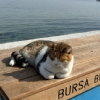 20 EYLÜL 2026 BURSA CUMALIKIZIK - ULUBAT GÖLÜ-GÖLYAZI KÖYÜ-TRİLYE-MUDANYA TURU
